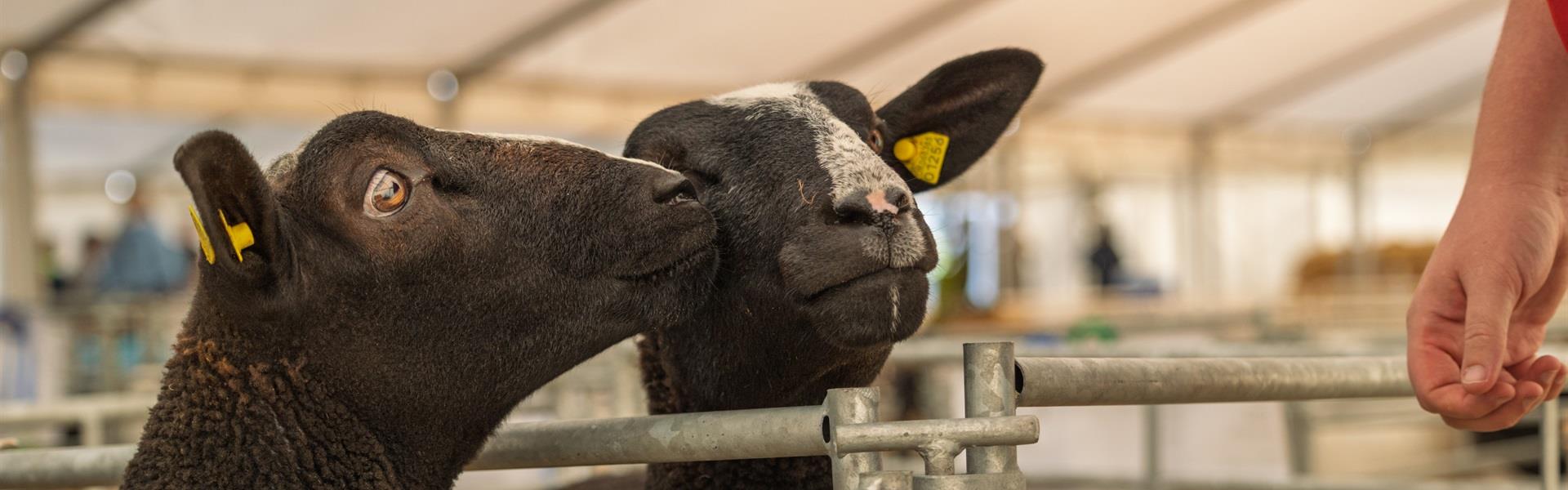 Får / Geder¤Kåring af bedste får / vædder